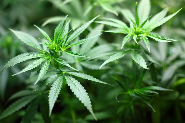 Le CBD: Que comprendre de cette molécule de cannabis ?